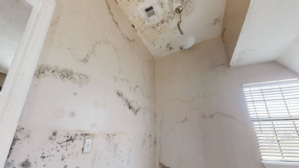 Best Mold Remediation for Healthcare Facilities  in Kimberly, AL