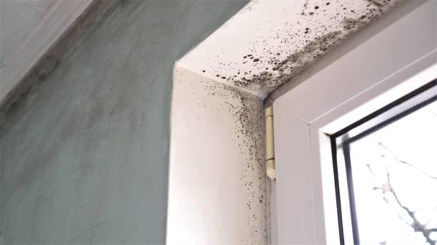 Best Mold Removal for HVAC Installations  in Kimberly, AL