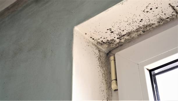 Best Crawl Space Mold Remediation  in Kimberly, AL