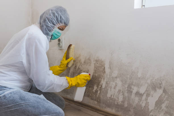 Best Mold Damage Restoration  in Kimberly, AL