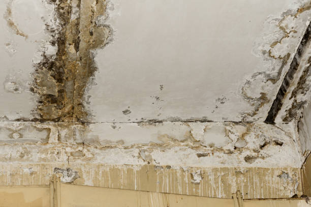 Best Airborne Mold Testing  in Kimberly, AL