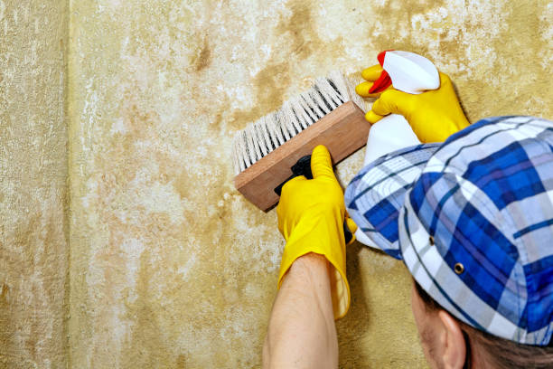 Professional Mold Removal in Kimberly, AL
