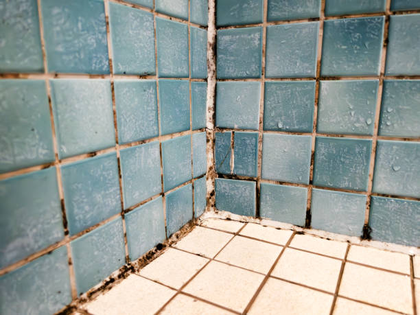  Kimberly, AL Mold Removal Pros