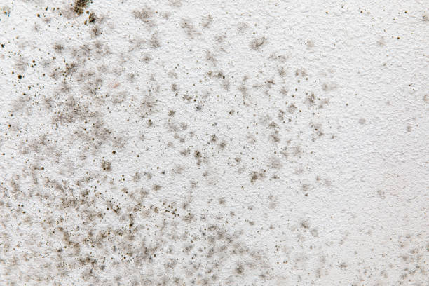 Best Air Quality Testing for Mold Spores  in Kimberly, AL