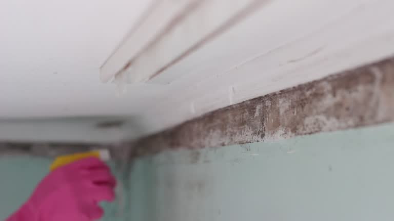 Best Mold Odor Removal Services  in Kimberly, AL
